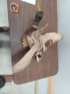 lot 6229 image: Duck mount