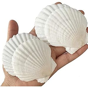 lot 43000146 image: QICQDRAM Sea Shells for Crafts Decoration Crafting 2-3 White Scallop Shells, for Crafts DIY Painting Beaching Wedding Decoration, Beach Natural Scallop Shells Bulk