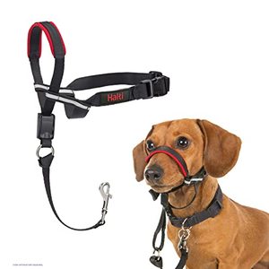 lot 46000275 image: The Company Of Animals of Animals - Halti Head Collar, Adjustable Head Halter Collar for Dogs, Head Collar to Stop Pulling for Small Dogs, BlackRed