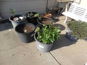 lot 23569 image: Lot of large planters