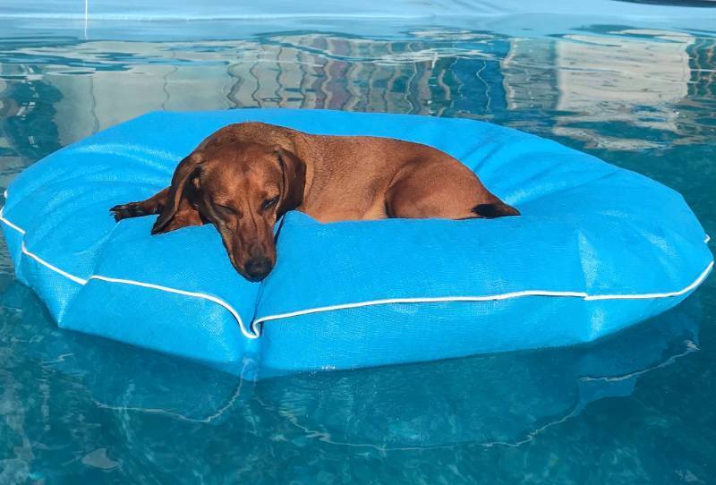 lot 30028 image: Goodlife Designs Tangerine (50x 50 x 4) Monterey Pool FloatMat Retail $99.99