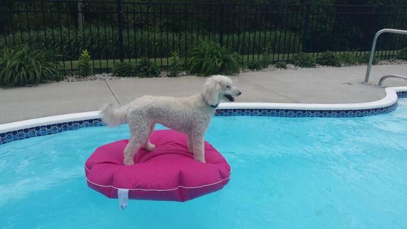 lot 30035 image: Goodlife Designs Lime (27x 27 x 2) Poochie Pool & Deck Lounger Pool FloatMat Retail $49.99