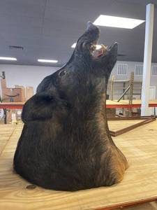 lot 64412 image: Vintage boar head (taxidermy)