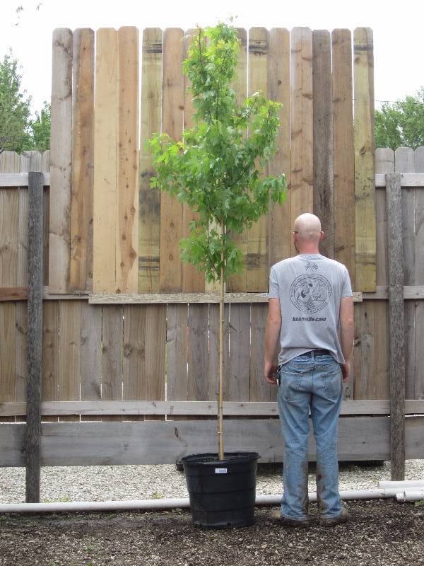 lot 1300 image: Autumn Blaze Maple