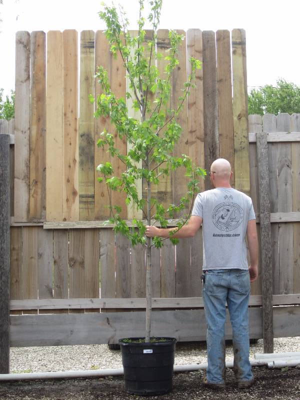 lot 1301 image: Autumn Blaze Maple
