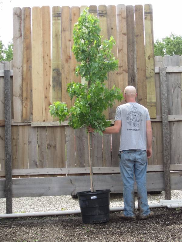 lot 1302 image: Autumn Blaze Maple