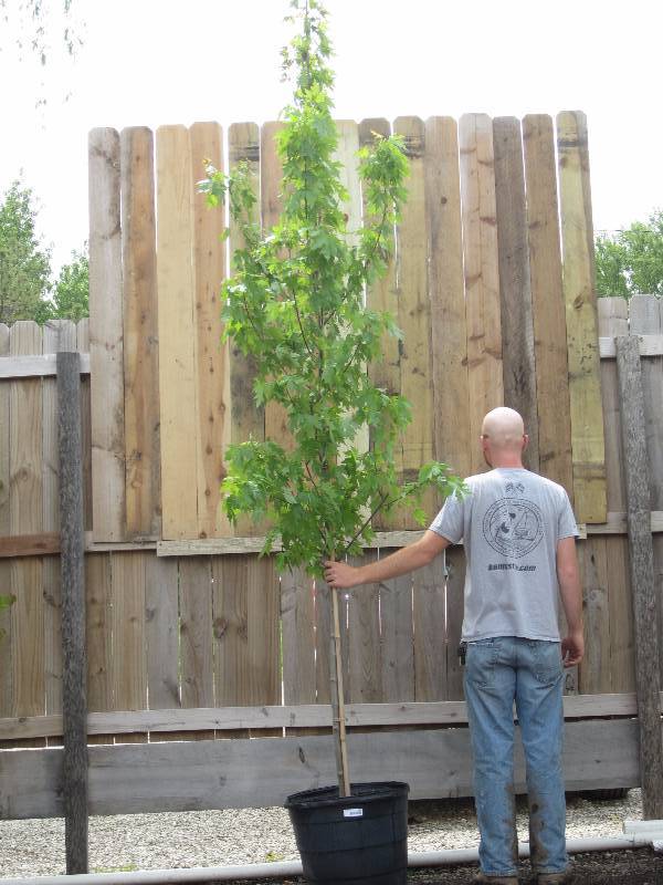 lot 1303 image: Autumn Blaze Maple