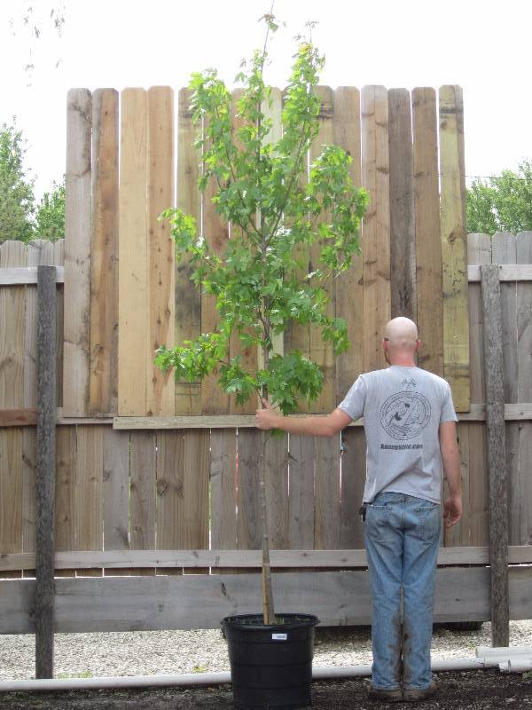 lot 1304 image: Autumn Blaze Maple