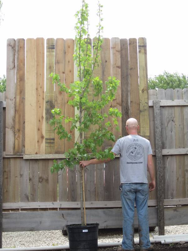 lot 1305 image: Autumn Blaze Maple