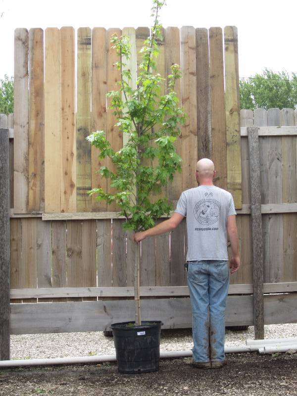 lot 1308 image: Autumn Blaze Maple