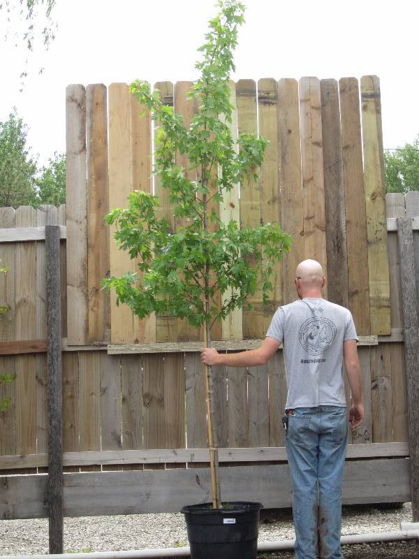 lot 1309 image: Autumn Blaze Maple