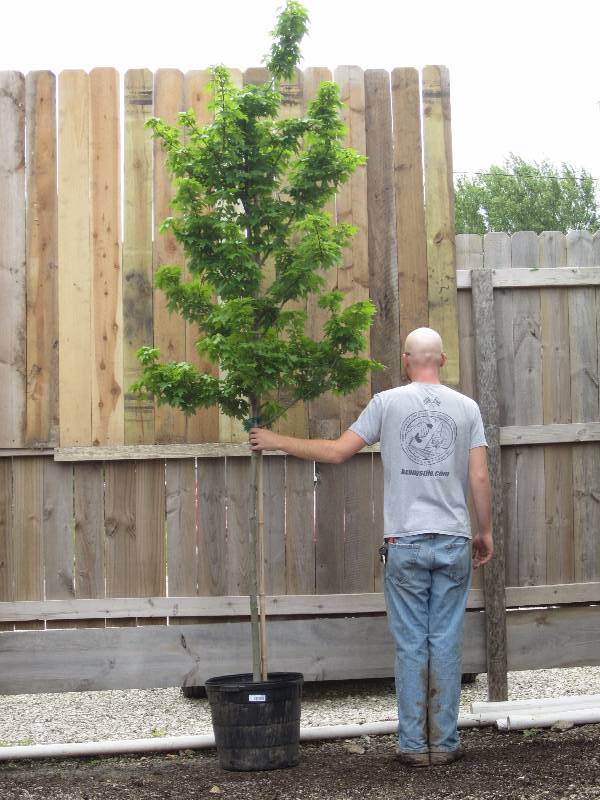lot 1310 image: Redpointe Maple