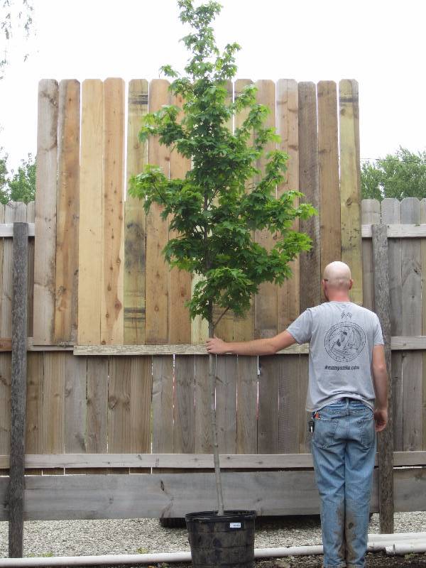 lot 1311 image: Redpointe Maple