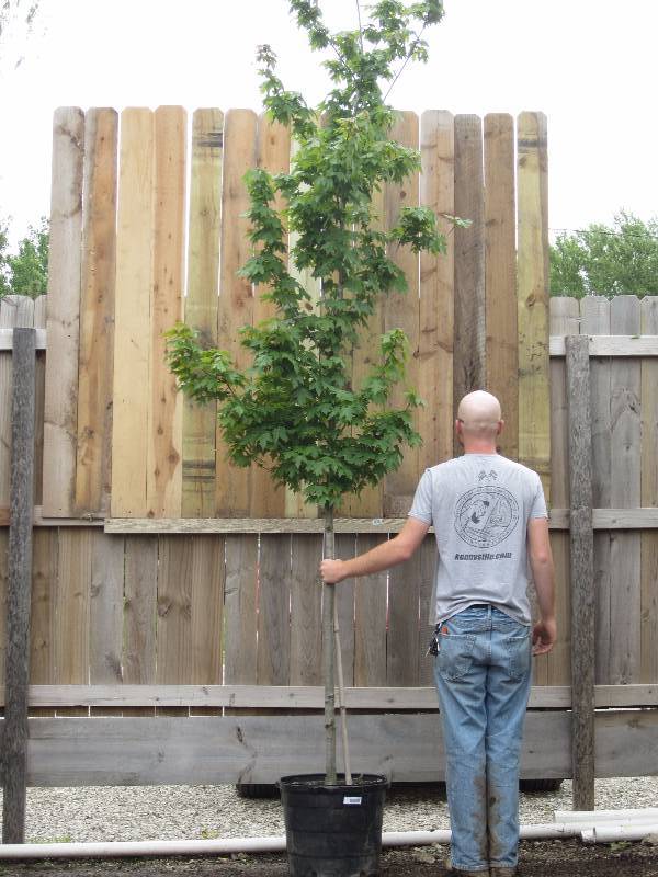lot 1312 image: Redpointe Maple