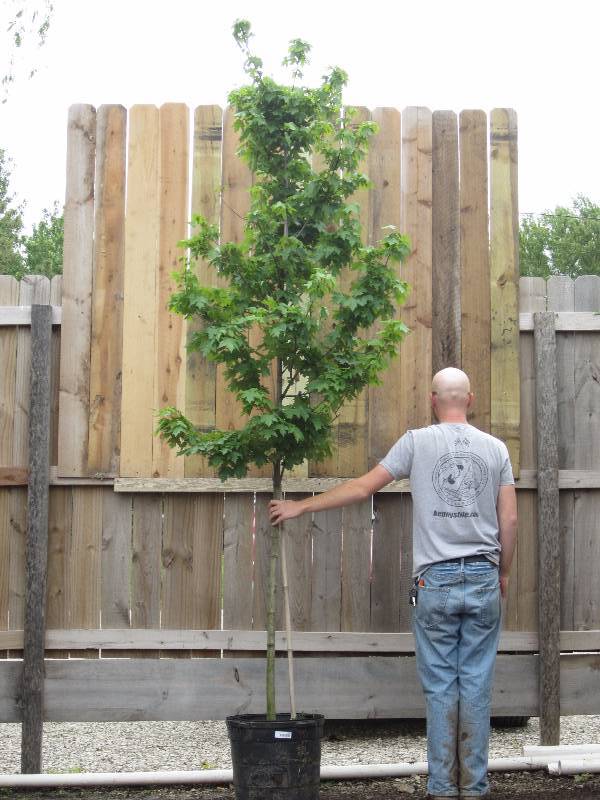 lot 1313 image: Redpointe Maple