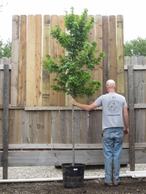 lot 1314 image: Redpointe Maple