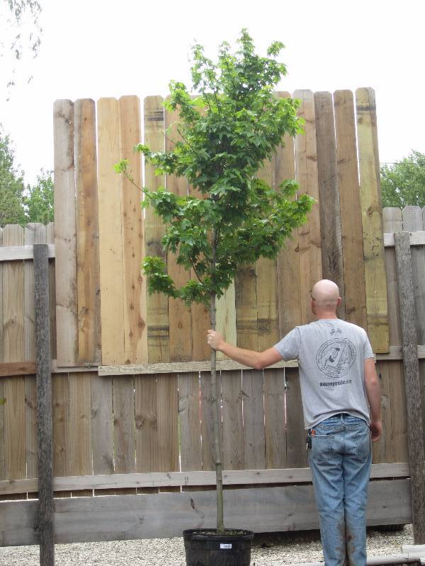 lot 1315 image: Redpointe Maple