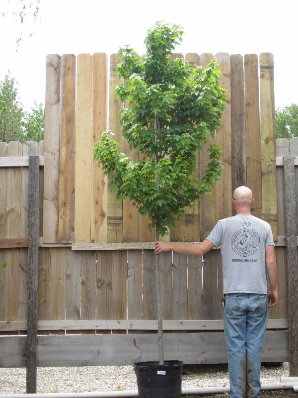 lot 1316 image: Redpointe Maple