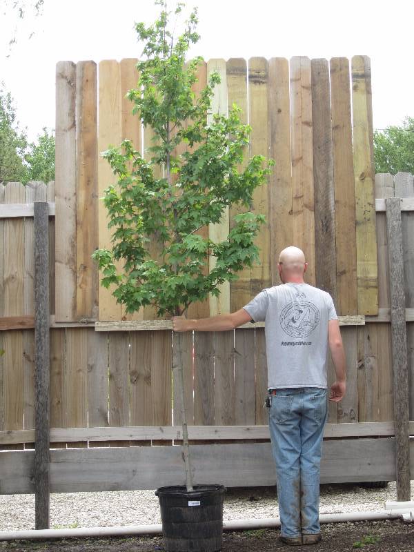 lot 1317 image: Redpointe Maple