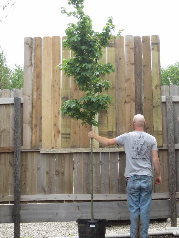 lot 1318 image: Redpointe Maple