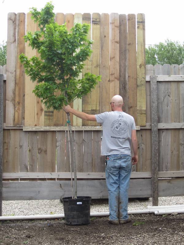 lot 1319 image: Redpointe Maple