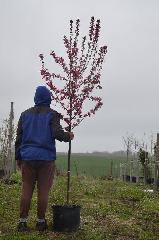 lot 1321 image: Prairie Fire Crabapple
