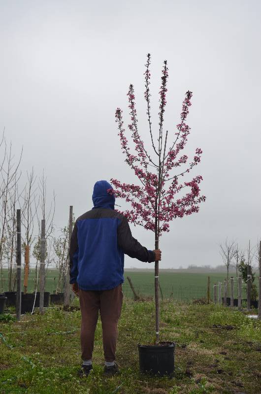 lot 1324 image: Prairie Fire Crabapple