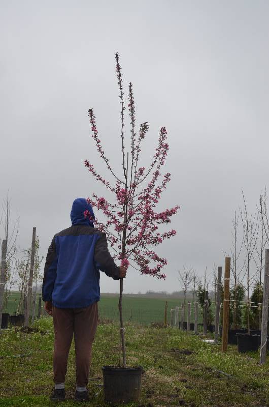 lot 1325 image: Prairie Fire Crabapple