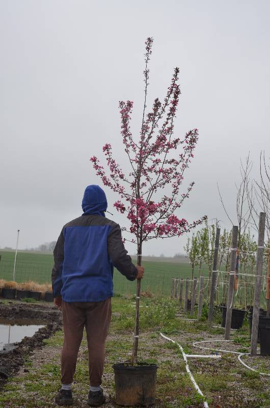 lot 1328 image: Prairie Fire Crabapple