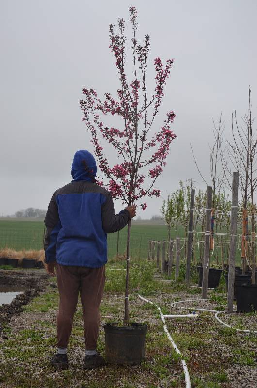 lot 1329 image: Prairie Fire Crabapple