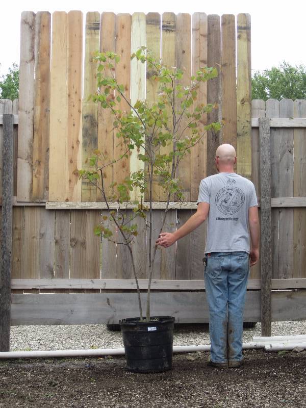 lot 1330 image: Clump Eastern Redbud