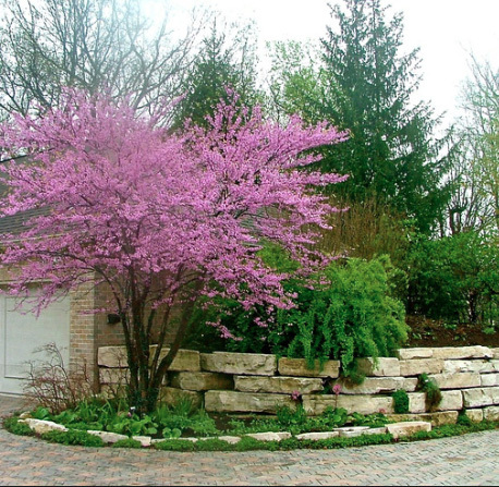 Clump Eastern Redbud | Early Spring Third 2017 Season Tree Sale | Equip-Bid