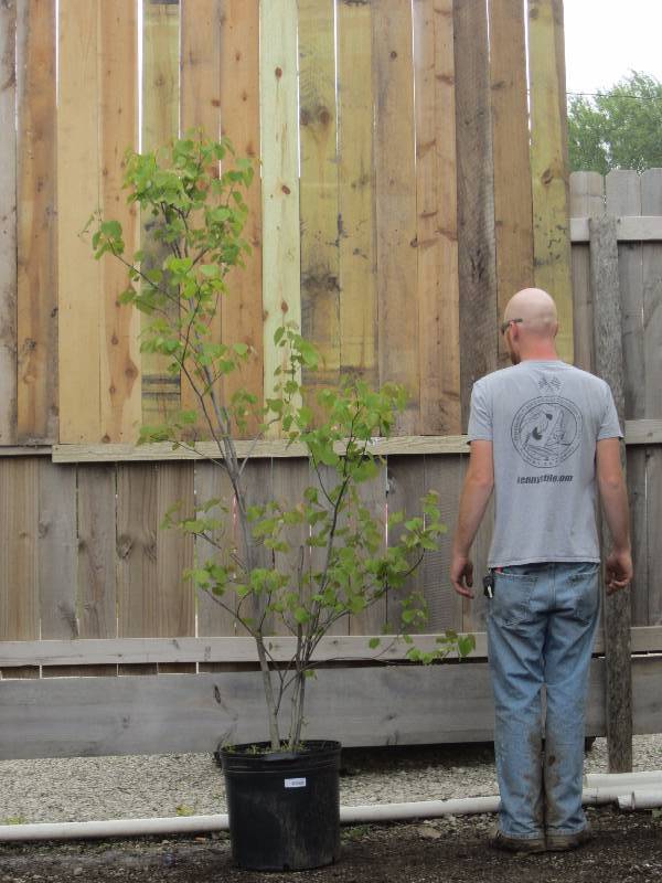 lot 1331 image: Clump Eastern Redbud