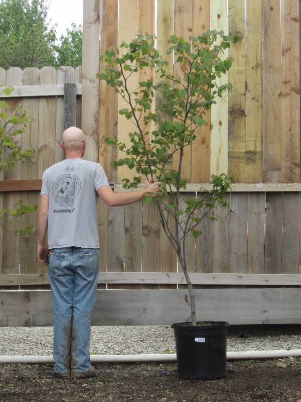 lot 1332 image: Clump Eastern Redbud
