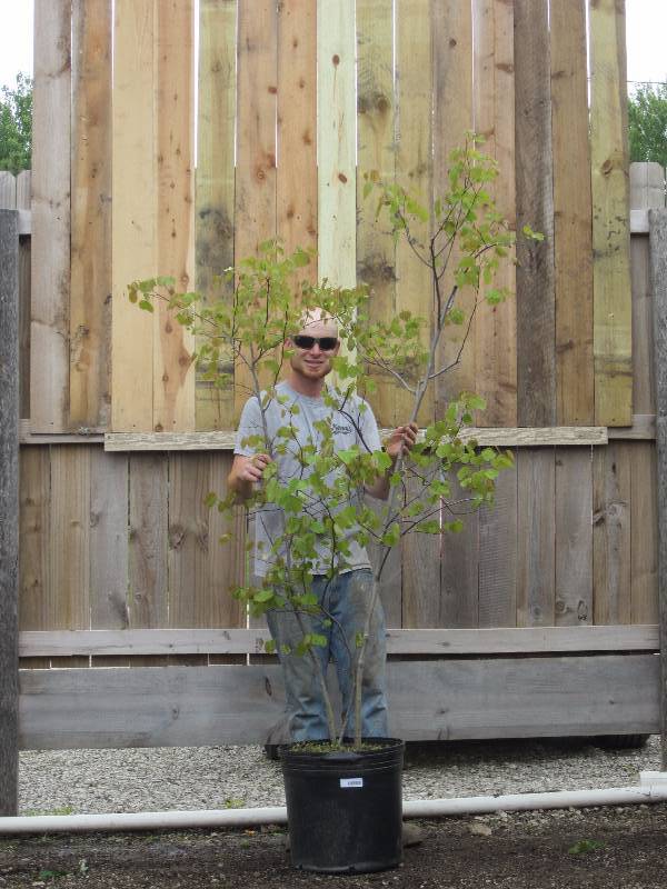 lot 1333 image: Clump Eastern Redbud