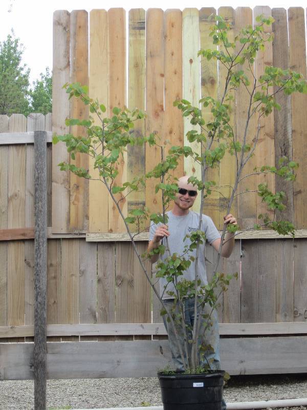 lot 1334 image: Clump Eastern Redbud