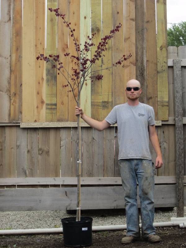 lot 1335 image: Forest Pansy Redbud