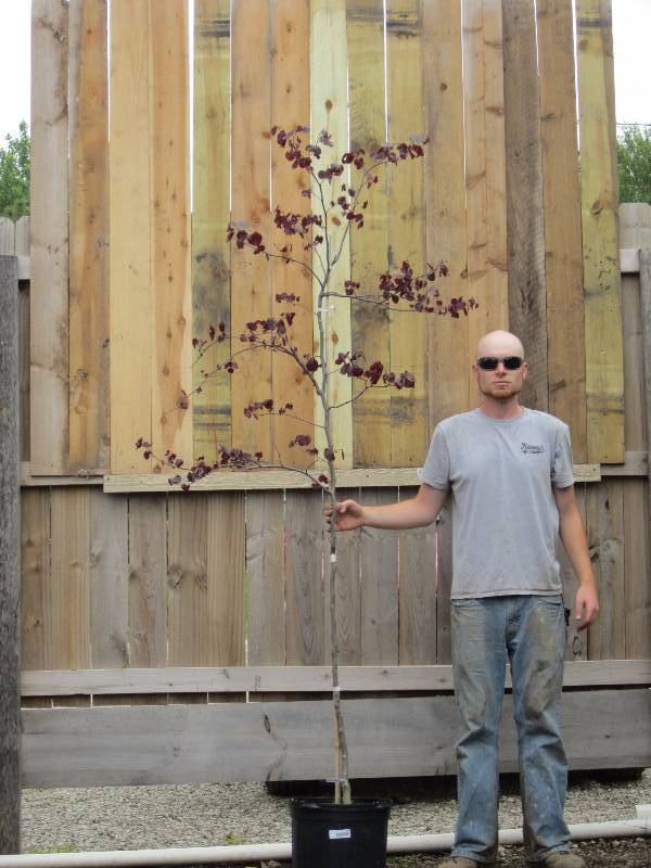lot 1336 image: Forest Pansy Redbud