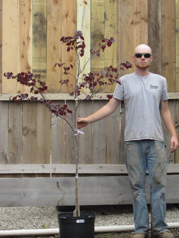 lot 1337 image: Forest Pansy Redbud