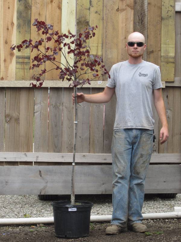 lot 1338 image: Forest Pansy Redbud