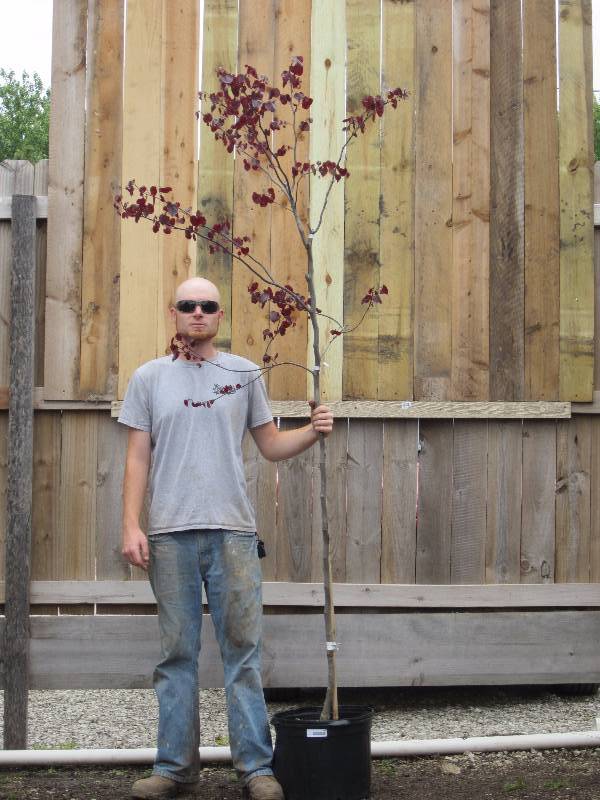 lot 1339 image: Forest Pansy Redbud