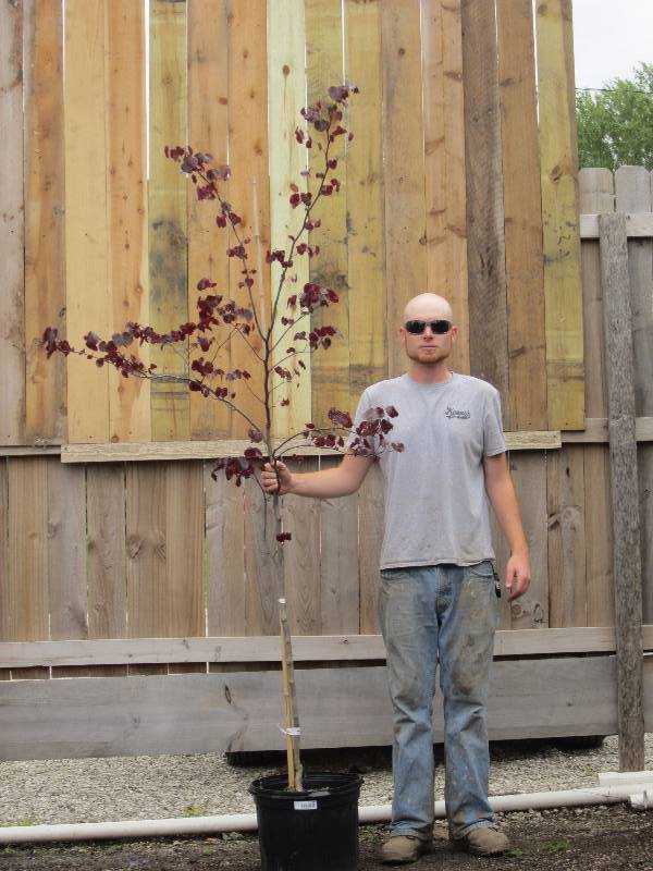 lot 1340 image: Forest Pansy Redbud