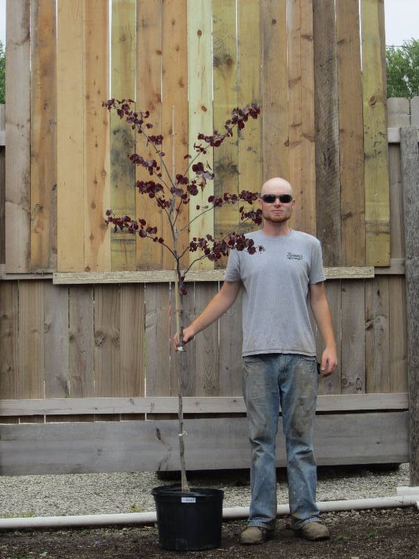 lot 1341 image: Forest Pansy Redbud