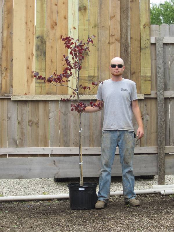 lot 1342 image: Forest Pansy Redbud