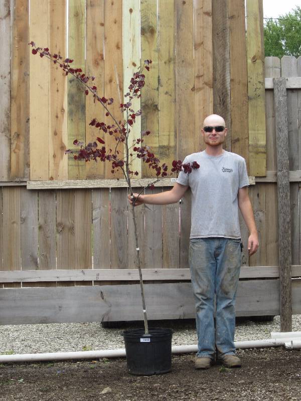 lot 1343 image: Forest Pansy Redbud