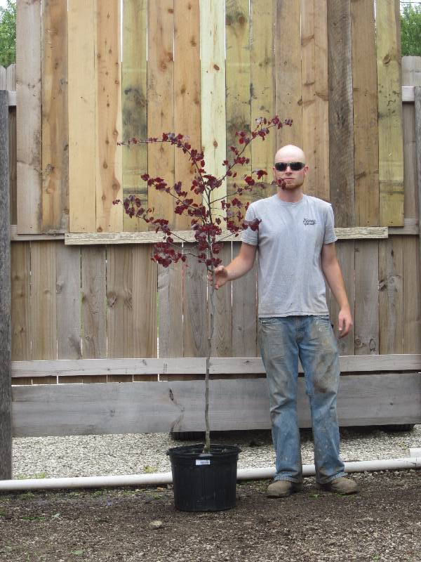 lot 1344 image: Forest Pansy Redbud