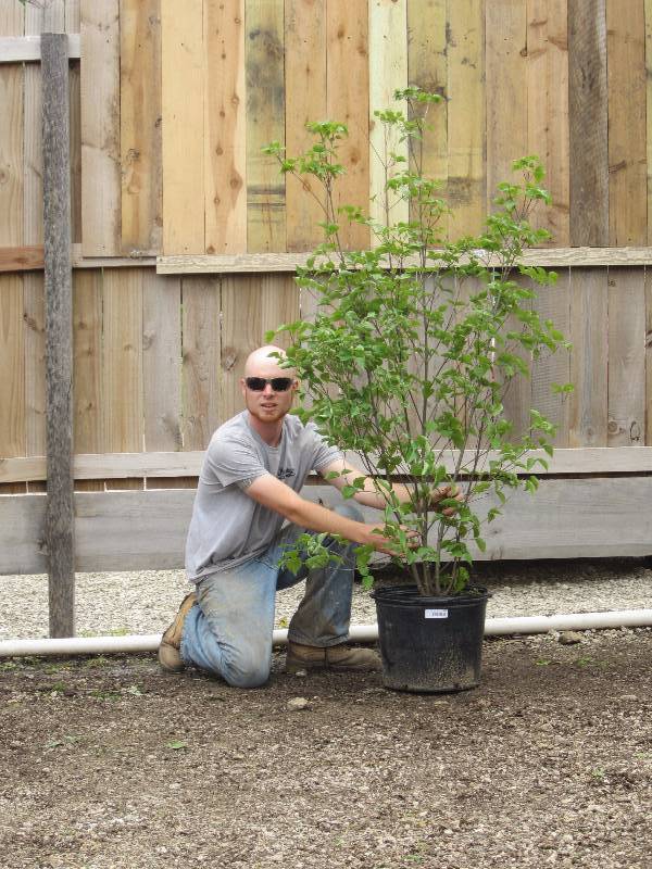 lot 1375 image: Kousa Dogwood