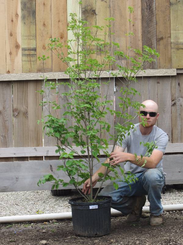 lot 1376 image: Kousa Dogwood