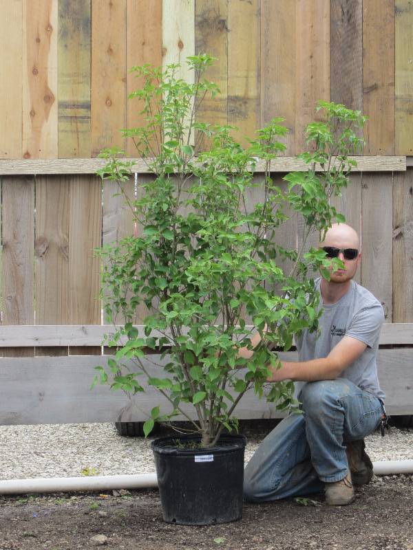 lot 1377 image: Kousa Dogwood
