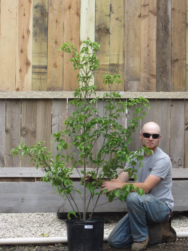 lot 1379 image: Kousa Dogwood